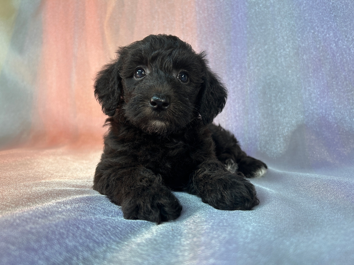All Black Female Miniature Schnoodle for Sale DOB 6-1-2025 $950